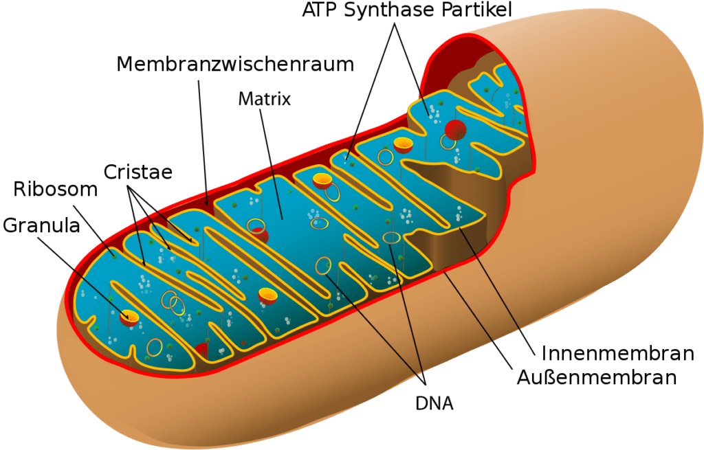 Állati_mitochondrion_diagram