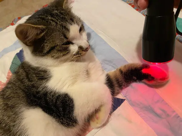 safe laser macska kezelése